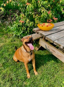 Cute dog sitting in front of a peach tree