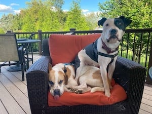 Two dogs on a chair