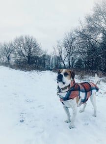 Dog in snow