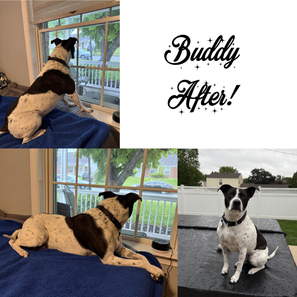 3 photos of a happy dog