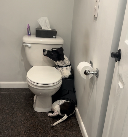 scared dog hiding in bathroom