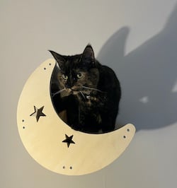 Cat on moon shelf