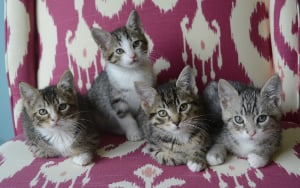 4 kittens on a pink chair