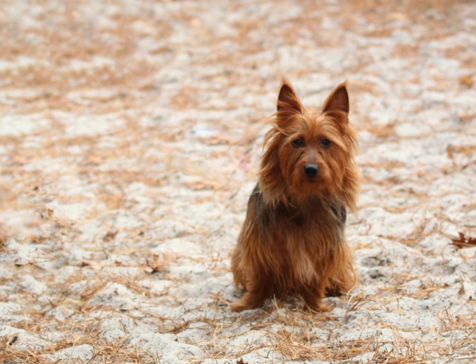 Small terrier sitting